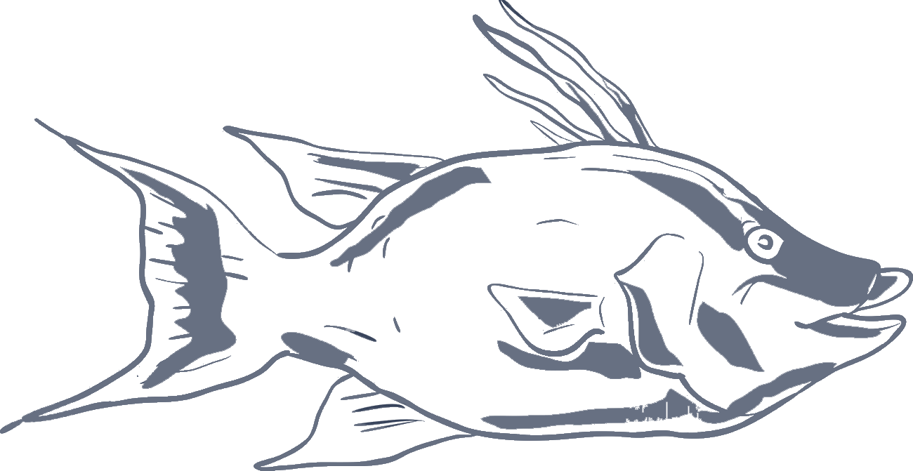 Illustration of a hogfish