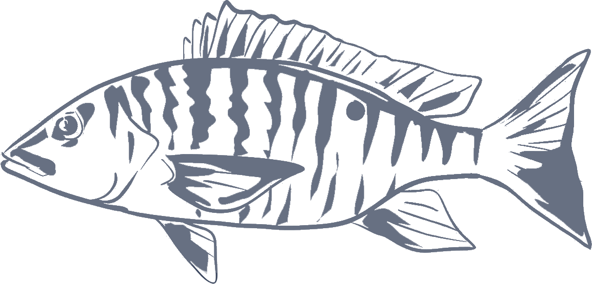 Illustration of a sheepshead